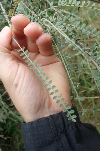 Image of Sophora godleyi by (c) Oscar Dove, some rights reserved (CC BY)