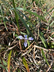 Iris douglasiana
