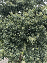 Cinnamomum