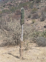 Pachycereus