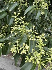 Cinnamomum