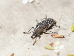 Pachyura australis