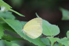 Eurema andersoni