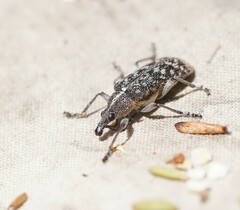 Pachyura australis