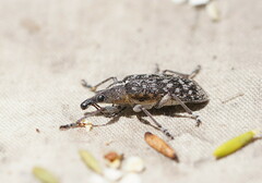 Pachyura australis