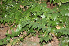 Berberis nervosa