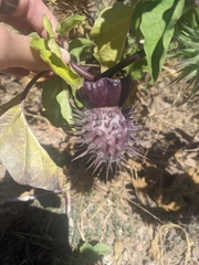 Datura discolor