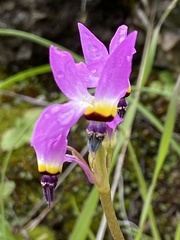 Dodecatheon