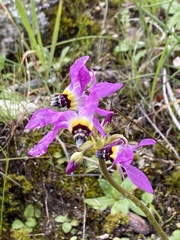 Dodecatheon