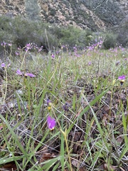 Dodecatheon