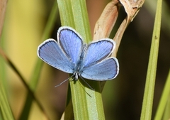 Plebejus idas