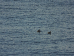 Podiceps nigricollis