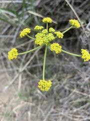Lomatium triternatum