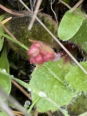 Micranthes californica