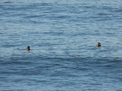 Melanitta perspicillata