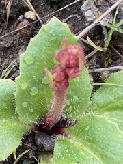 Micranthes californica