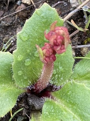 Micranthes californica