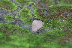 Rapala varuna formosana