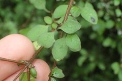 Coprosma rubra