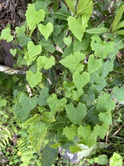 Zehneria