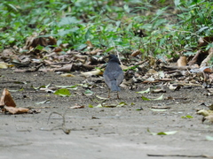 Turdus cardis
