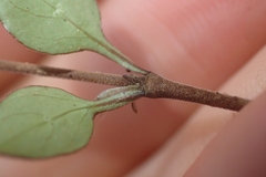 Coprosma rubra