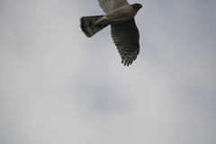 Accipiter striatus