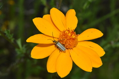 Chauliognathus hieroglyphicus