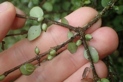 Coprosma rubra