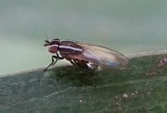 Poecilohetaerus aquilus