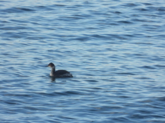 Podiceps nigricollis