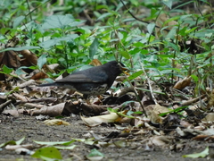 Turdus cardis