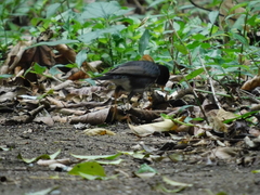 Turdus cardis