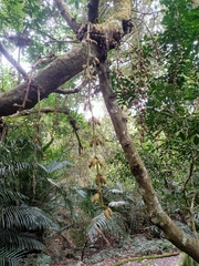 Mucuna macrocarpa