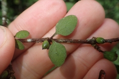 Coprosma rubra