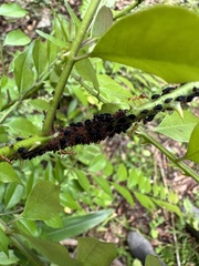 Formicoidea