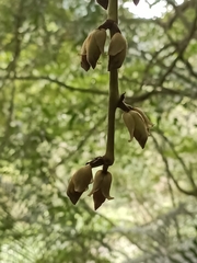 Mucuna macrocarpa