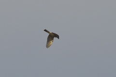 Accipiter nisus