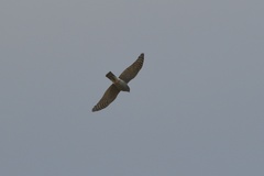 Accipiter nisus