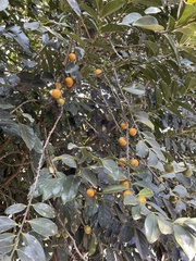 Diospyros maritima