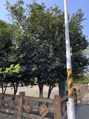 Diospyros maritima