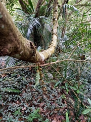 Mucuna macrocarpa
