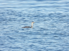 Gavia stellata