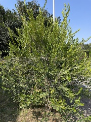Diospyros ferrea