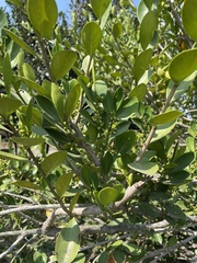 Diospyros ferrea