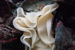 Diaulula sandiegensis