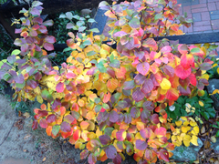Fothergilla gardenii
