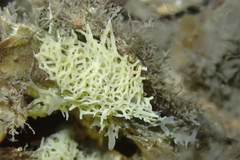 Clathrina