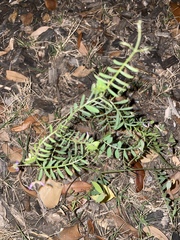 Vicia ludoviciana
