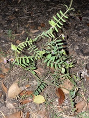 Vicia ludoviciana